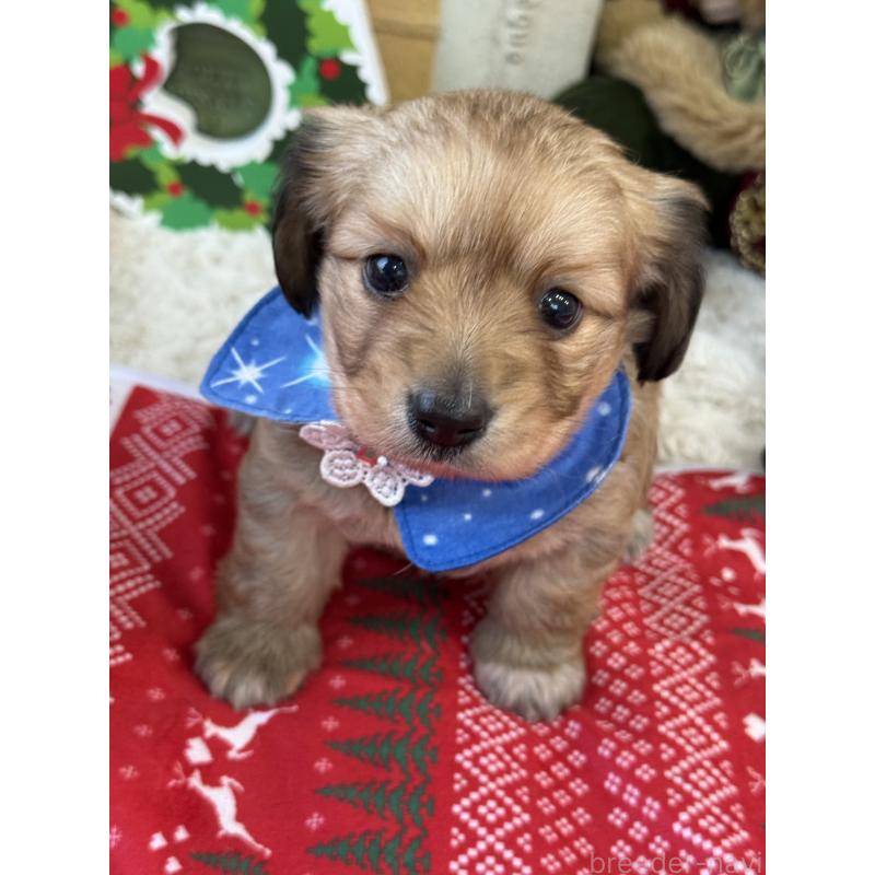 販売中の宮崎県のミックス犬-432570の6枚目