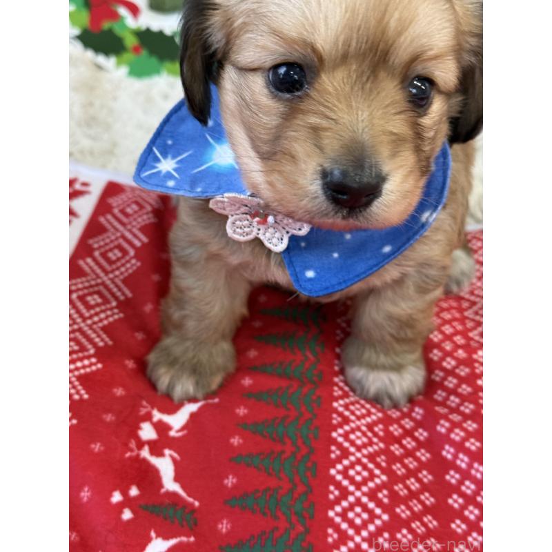 販売中の宮崎県のミックス犬-432570の5枚目