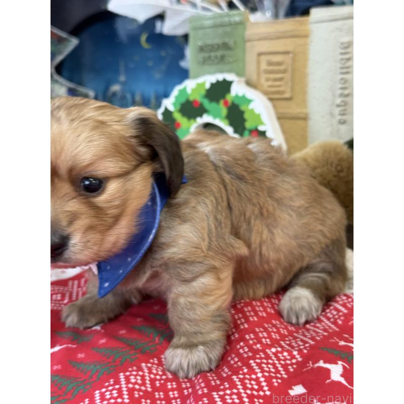 販売中の宮崎県のミックス犬-432570の4枚目