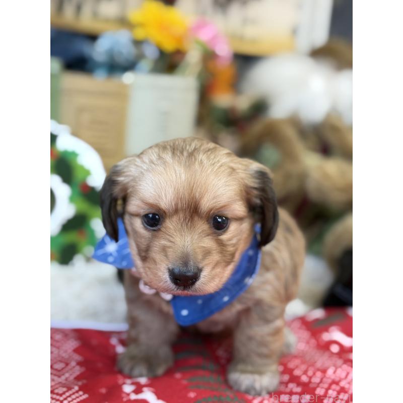 販売中の宮崎県のミックス犬-432570の3枚目