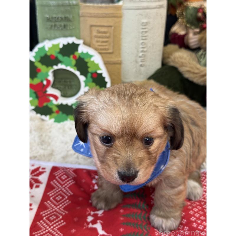 販売中の宮崎県のミックス犬-432570の2枚目