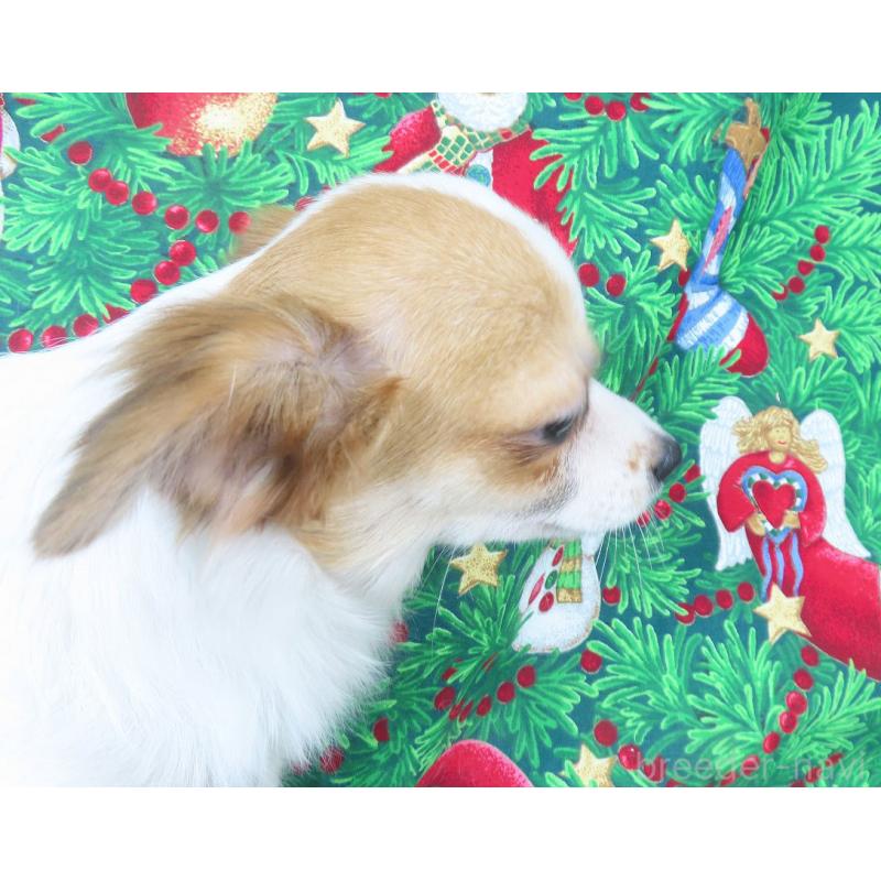 商談中の千葉県のチワワ(ロングコート)-397246の8枚目