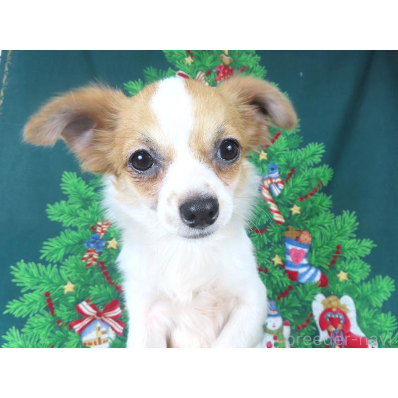 商談中の千葉県のチワワ(ロングコート)-397246の7枚目