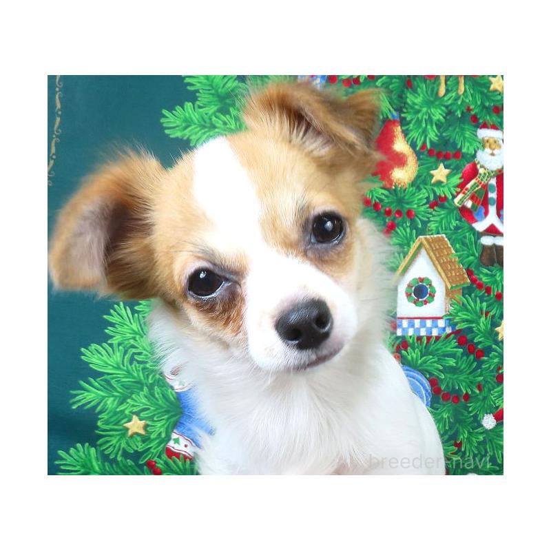 商談中の千葉県のチワワ(ロングコート)-397246の5枚目