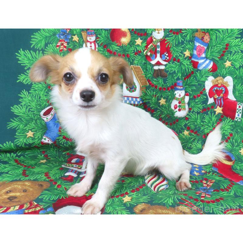 商談中の千葉県のチワワ(ロングコート)-397246の4枚目