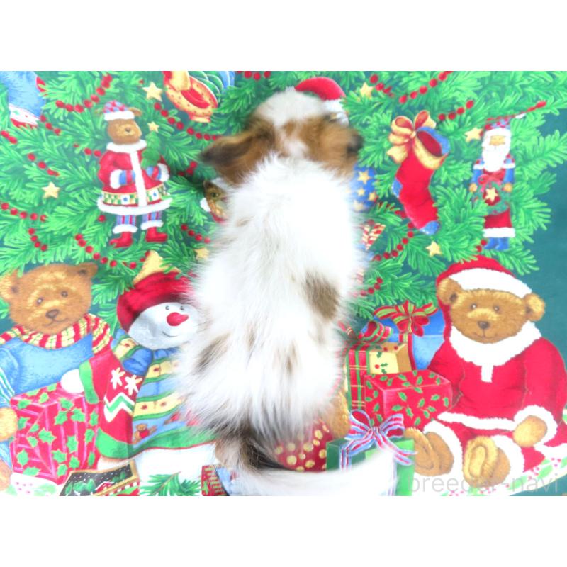 販売中の千葉県のパピヨン-422776の15枚目