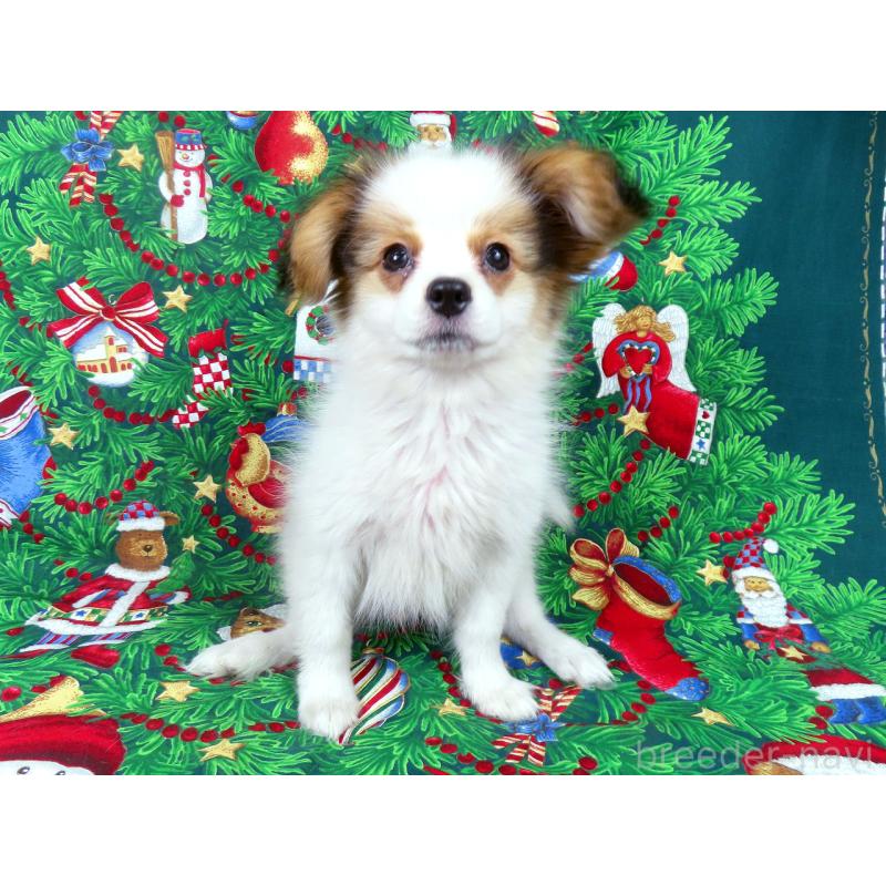 販売中の千葉県のパピヨン-422776の14枚目