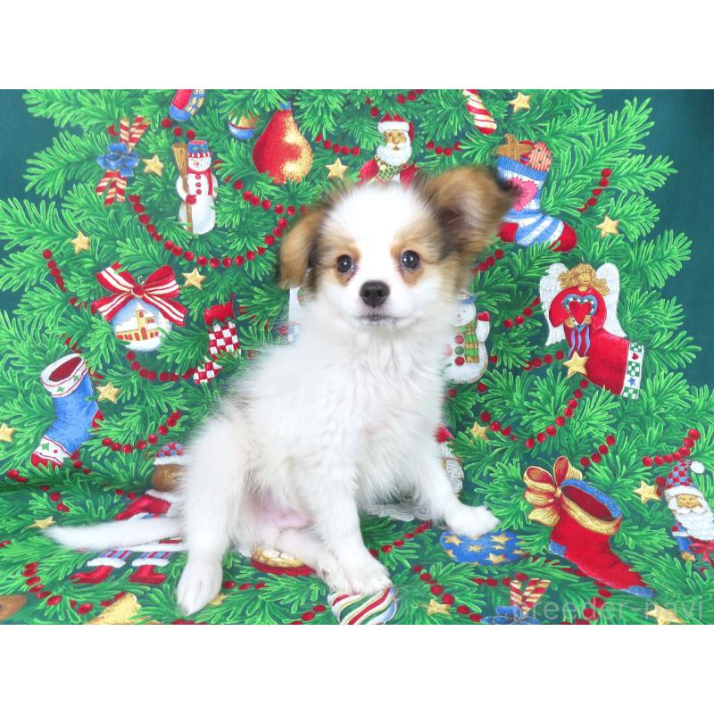 販売中の千葉県のパピヨン-422776の13枚目