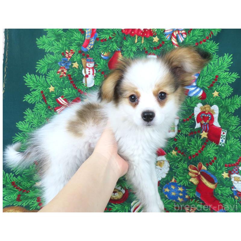 販売中の千葉県のパピヨン-422776の12枚目