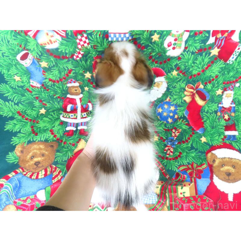 販売中の千葉県のパピヨン-422784の15枚目