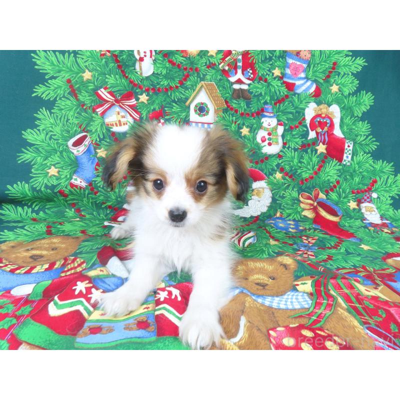 販売中の千葉県のパピヨン-422784の14枚目