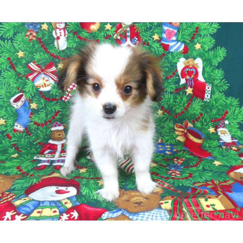 販売中の千葉県のパピヨン-422784の13枚目