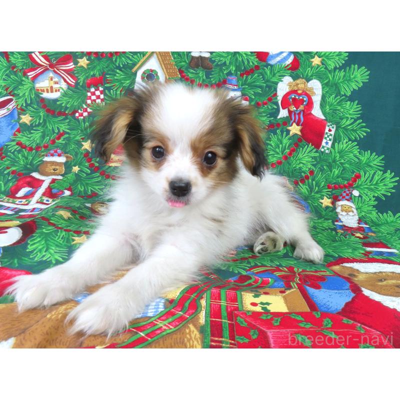 販売中の千葉県のパピヨン-422784の12枚目