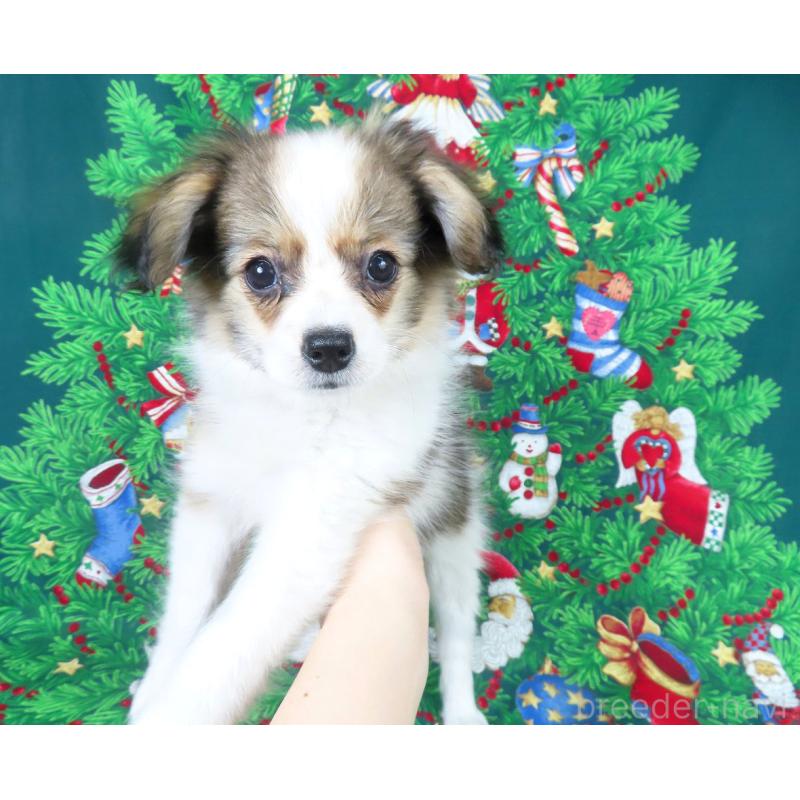 販売中の千葉県のパピヨン-423051の4枚目