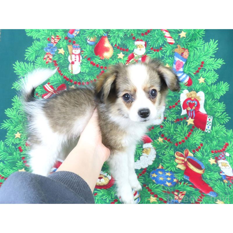 販売中の千葉県のパピヨン-423051の3枚目