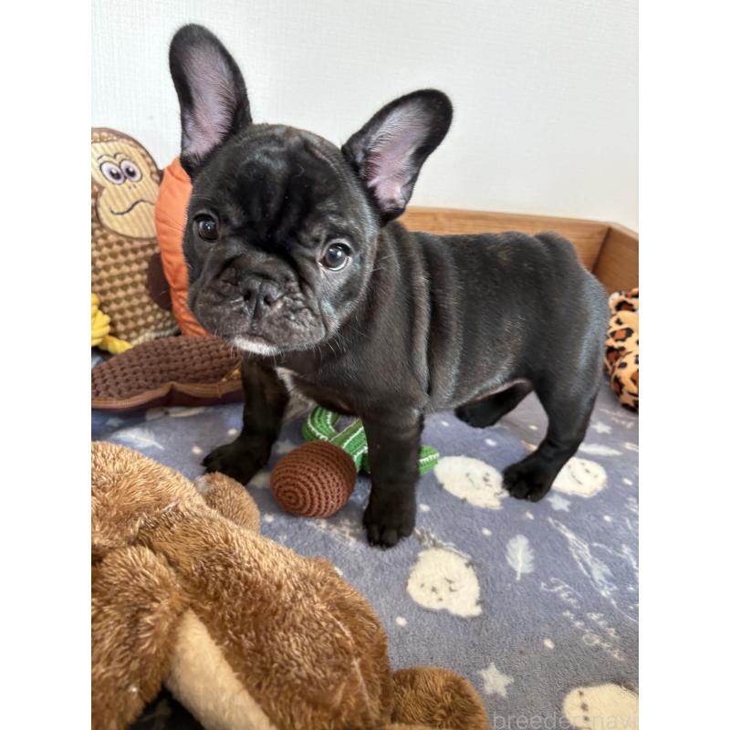 成約済の群馬県のフレンチブルドッグ-427951の10枚目