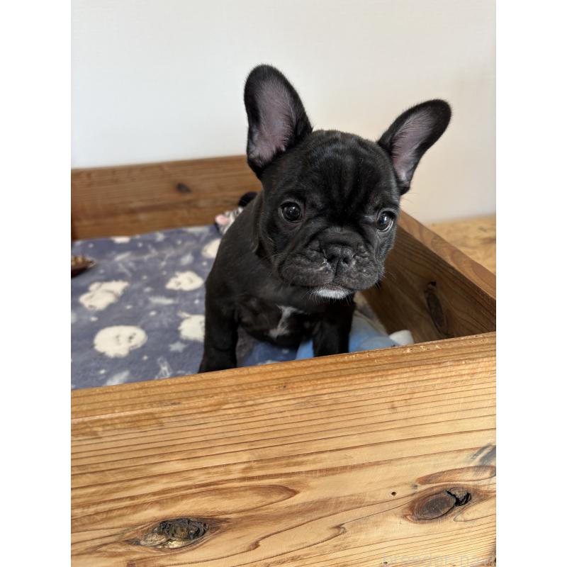 成約済の群馬県のフレンチブルドッグ-427951の9枚目