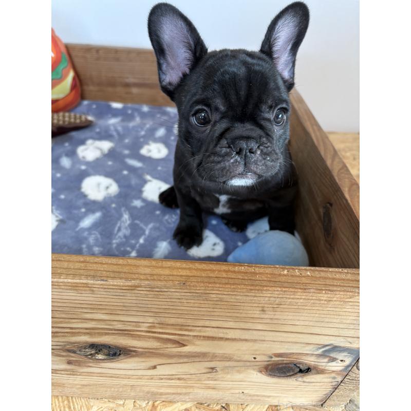 成約済の群馬県のフレンチブルドッグ-427951の7枚目