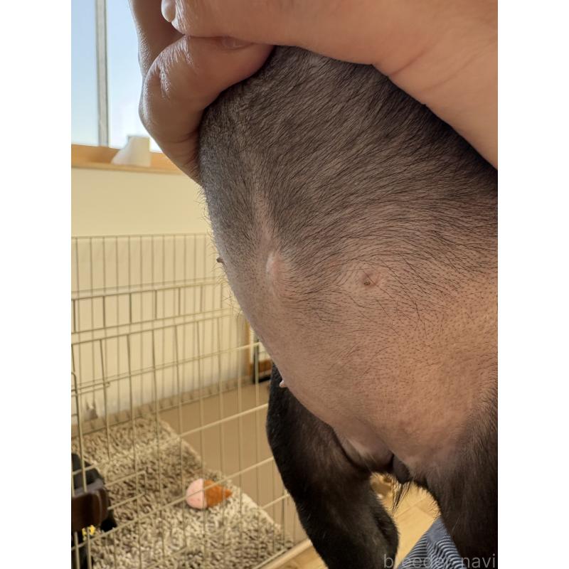 成約済の群馬県のフレンチブルドッグ-427951の8枚目