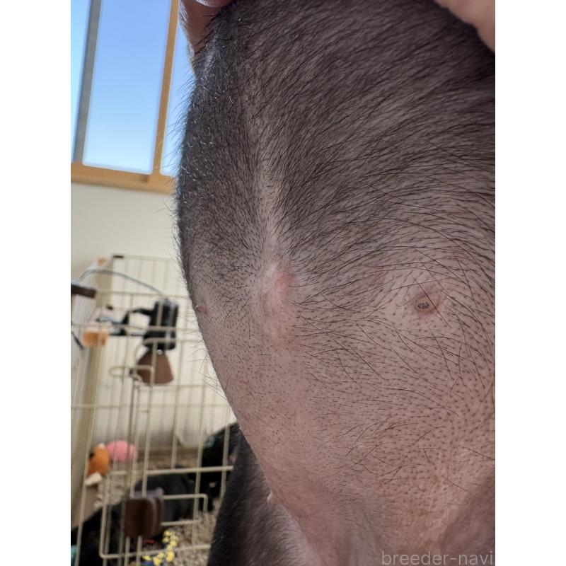 成約済の群馬県のフレンチブルドッグ-427951の6枚目