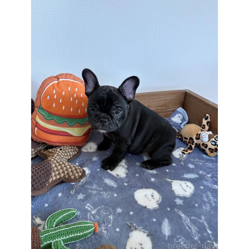 成約済の群馬県のフレンチブルドッグ-427951の5枚目