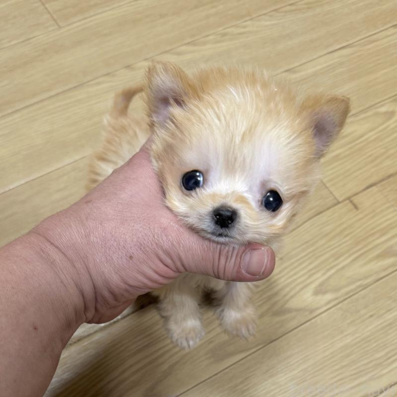 販売中の東京都のミックス犬-430778