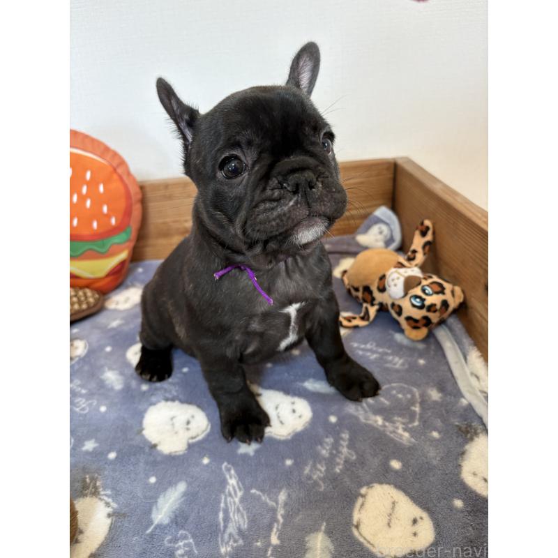 成約済の群馬県のフレンチブルドッグ-427951の4枚目