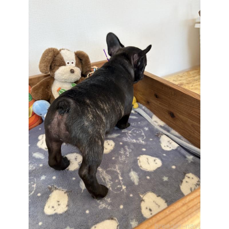 成約済の群馬県のフレンチブルドッグ-427951の3枚目