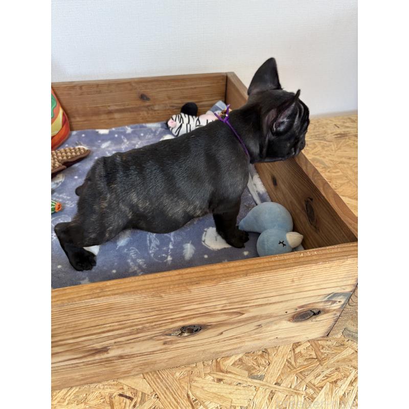 成約済の群馬県のフレンチブルドッグ-427951の2枚目