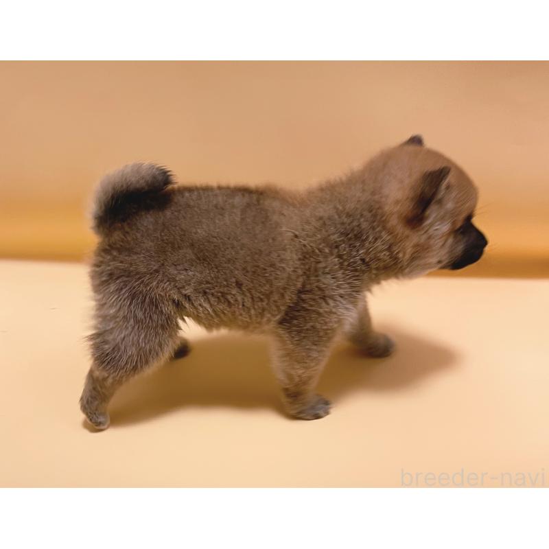 販売中の東京都の豆柴-432572の5枚目