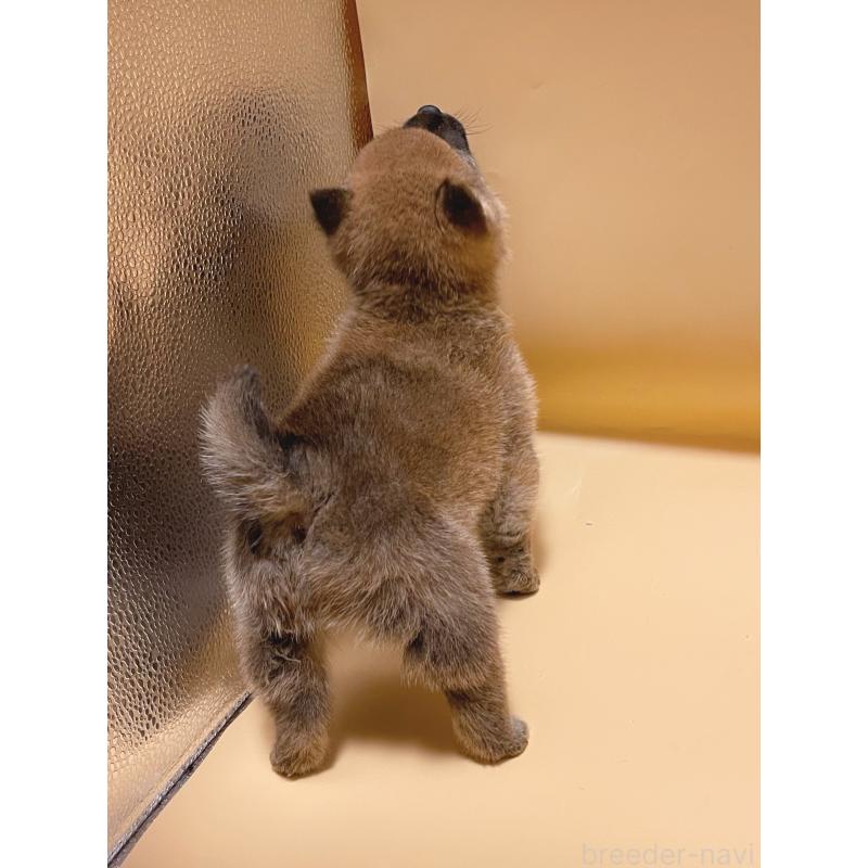 販売中の東京都の豆柴-432572の4枚目