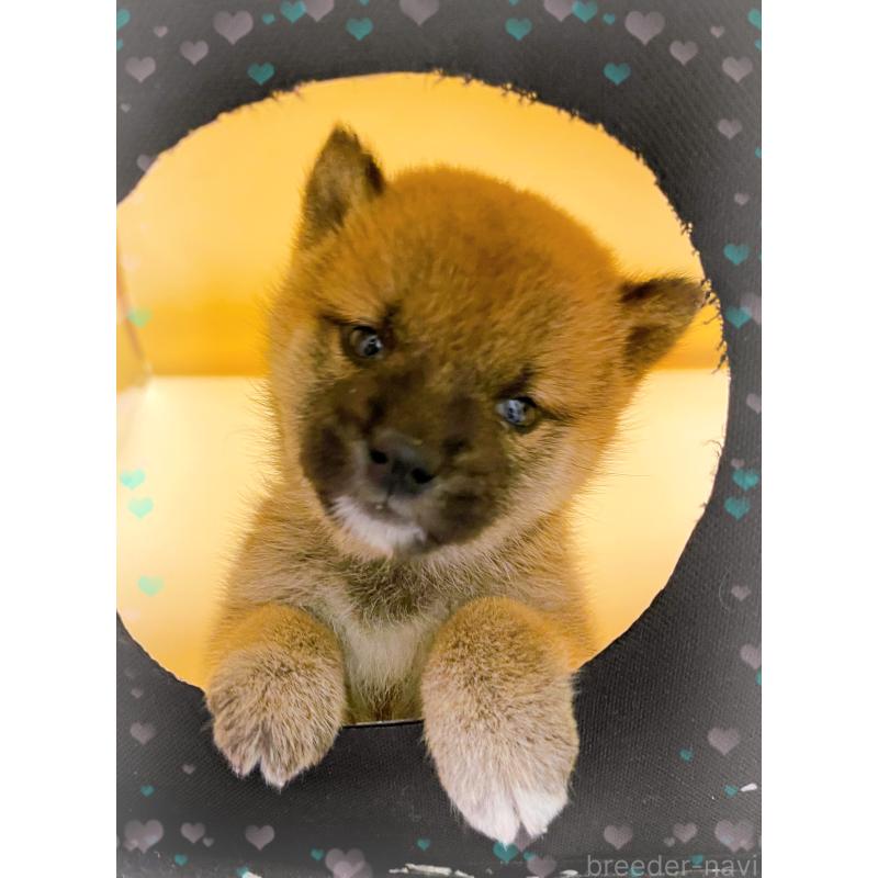 販売中の東京都の豆柴-432572の3枚目