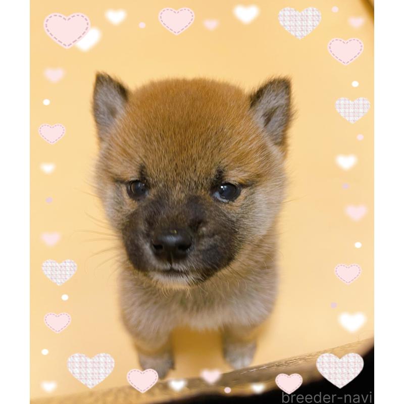 販売中の東京都の豆柴-432572の2枚目