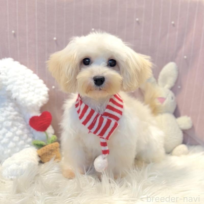 販売中の栃木県のマルプー:マルチーズ×トイプードル-415734