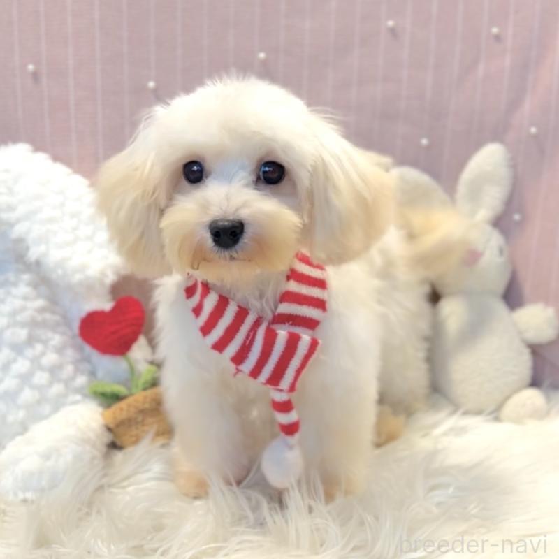 販売中の栃木県のマルプー:マルチーズ×トイプードル-415734の5枚目