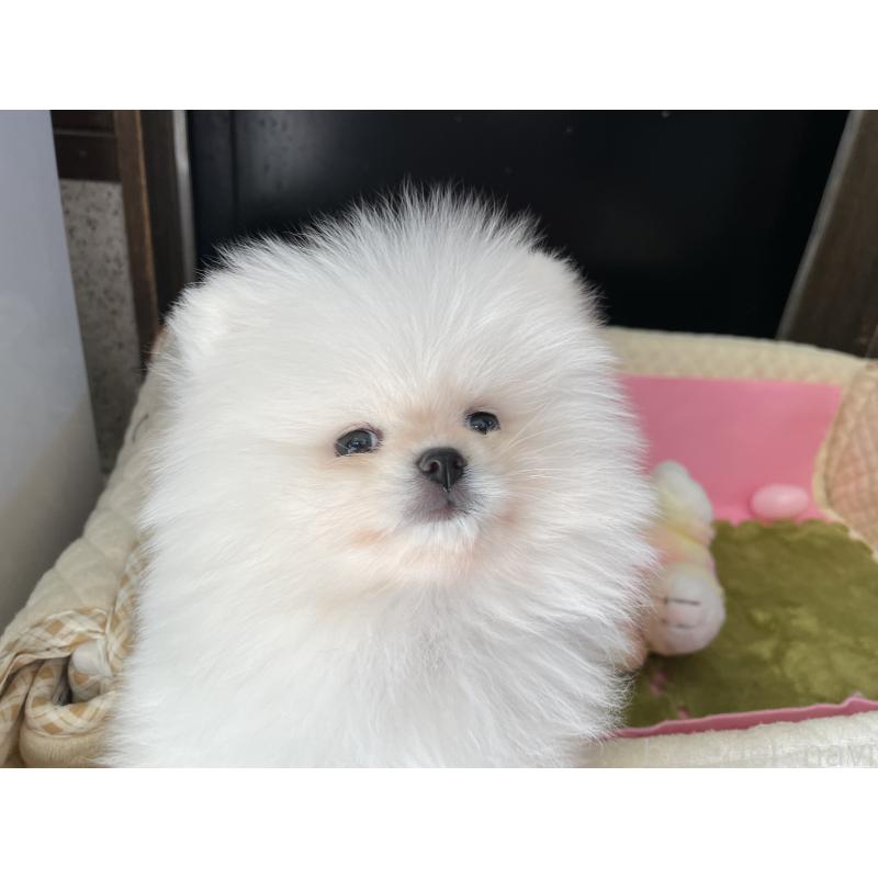 販売中の岐阜県のポメラニアン-427719の3枚目