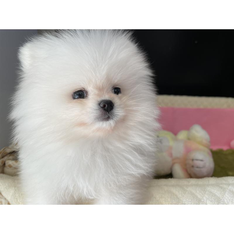 販売中の岐阜県のポメラニアン-427719の2枚目