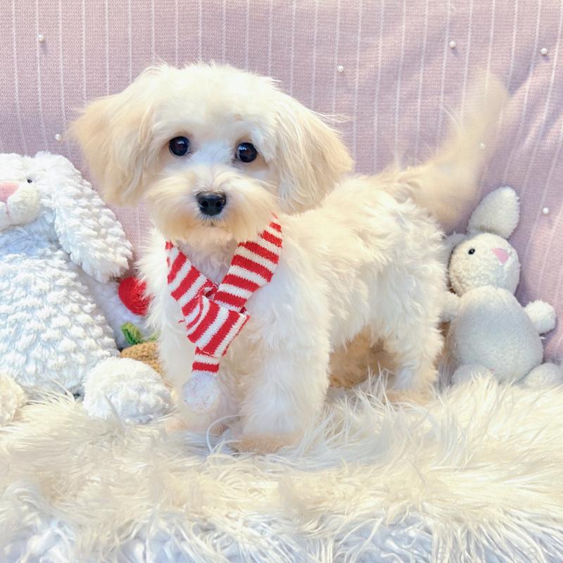 販売中の栃木県のマルプー:マルチーズ×トイプードル-415734