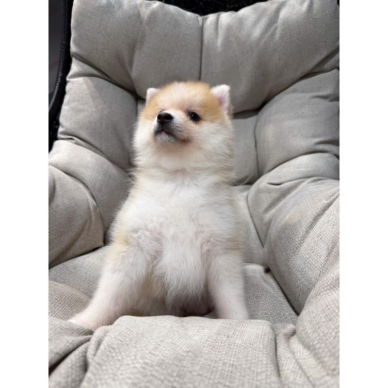 販売中の埼玉県のミックス犬-432573の6枚目