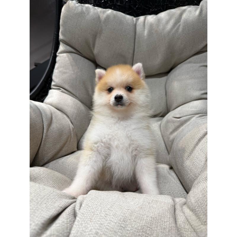 販売中の埼玉県のミックス犬-432573の5枚目