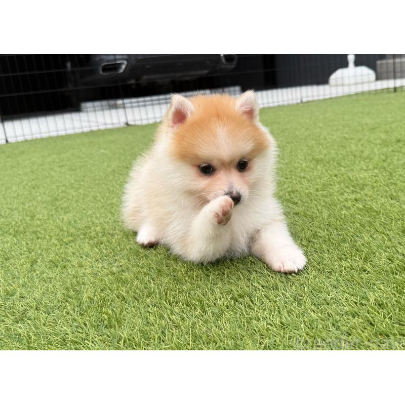 販売中の埼玉県のミックス犬-432573の4枚目