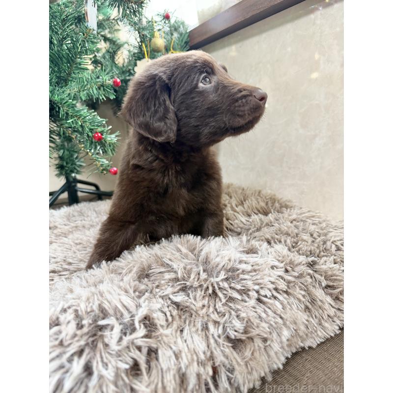 成約済の東京都のフラットコーテッドレトリーバー-426280の2枚目