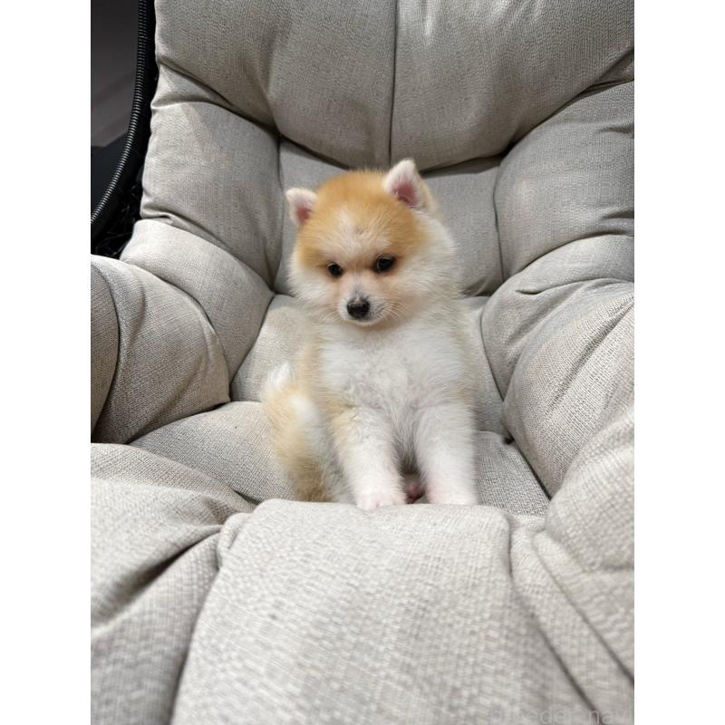 販売中の埼玉県のミックス犬-432573の3枚目