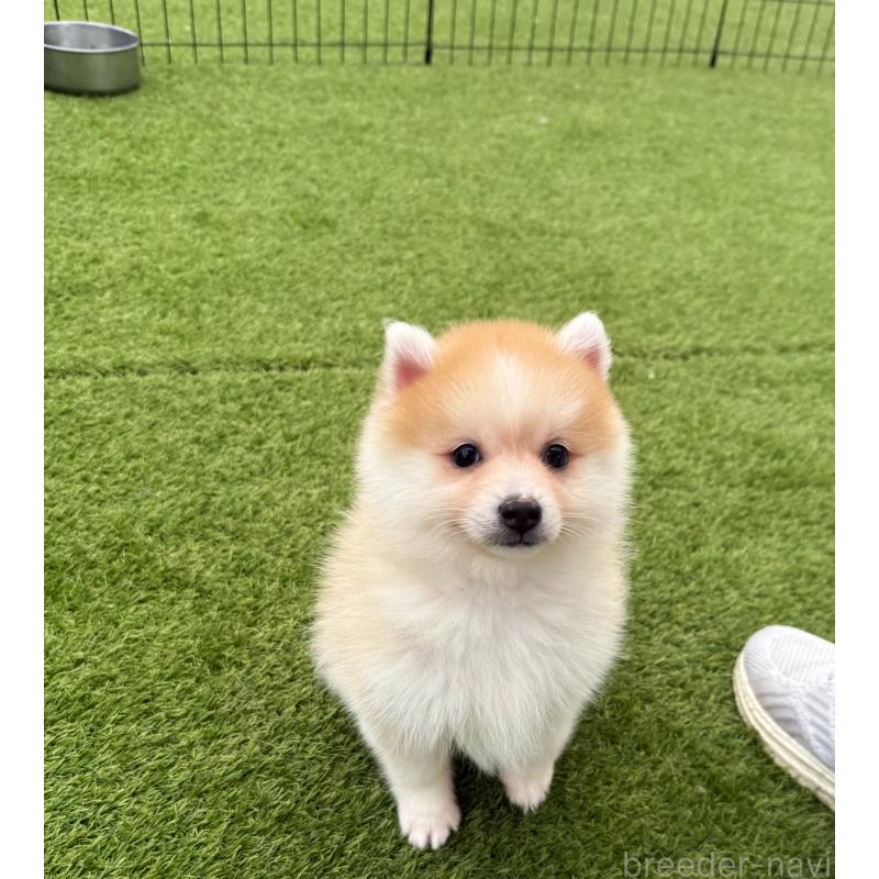 販売中の埼玉県のミックス犬-432573の2枚目