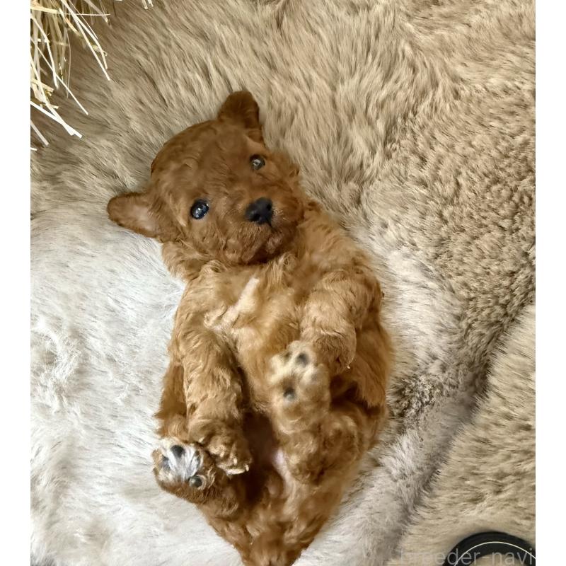 販売中の千葉県のトイプードル-432588の6枚目