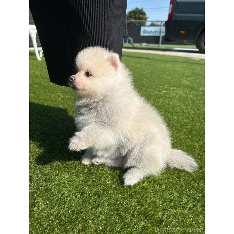 販売中の埼玉県のミックス犬-432576の14枚目