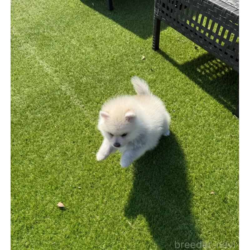 販売中の埼玉県のミックス犬-432576の13枚目