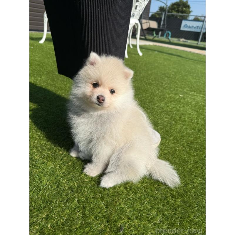 販売中の埼玉県のミックス犬-432576の12枚目