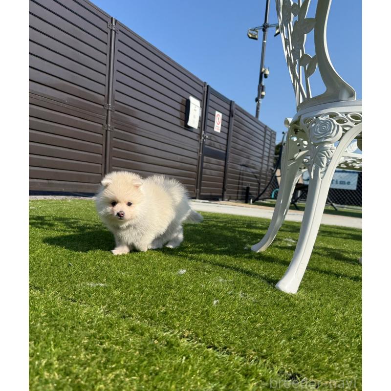 販売中の埼玉県のミックス犬-432576の11枚目