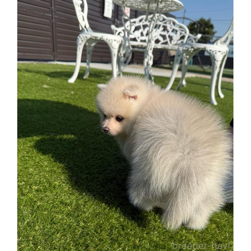 販売中の埼玉県のミックス犬-432576の10枚目